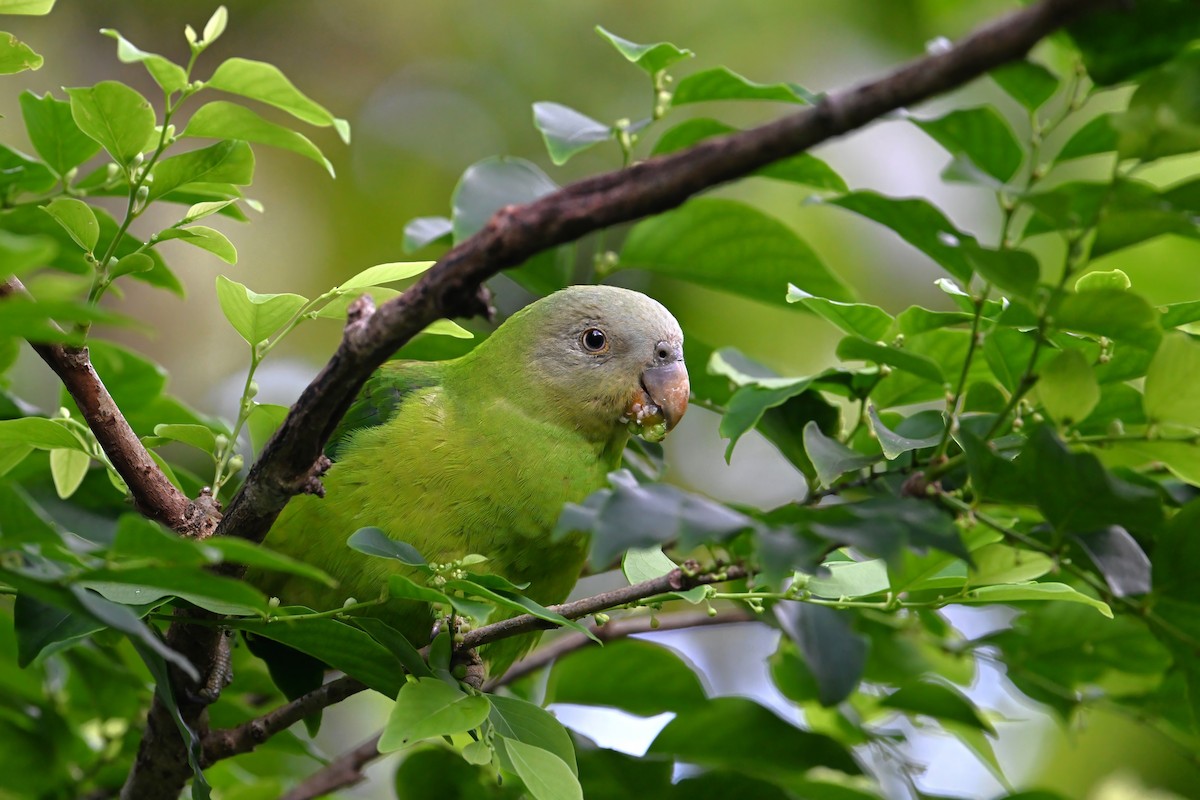 Желтоголовый жоффруа - ML643420128