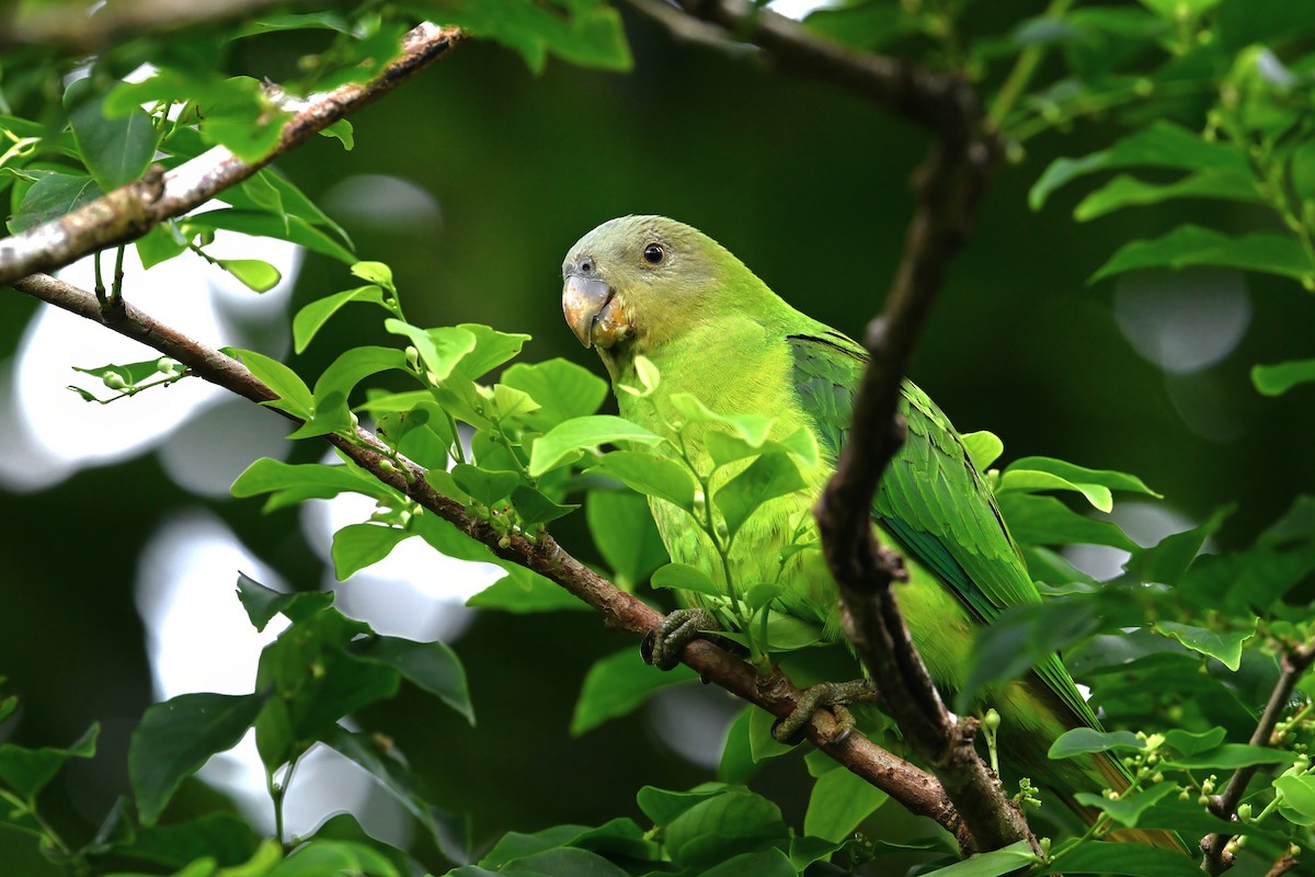 Желтоголовый жоффруа - ML643420129