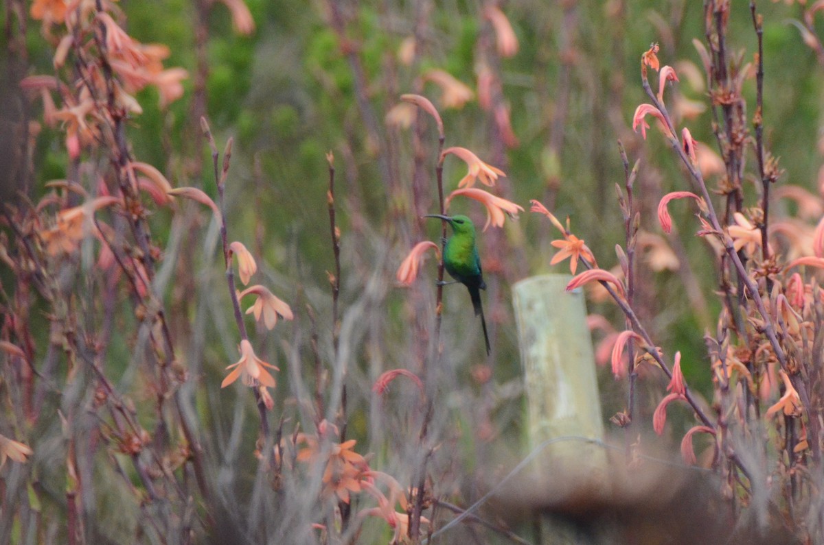 Malachite Sunbird - ML643420134