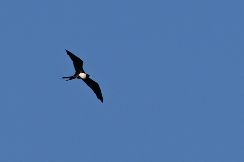 Lesser Frigatebird - ML643420144