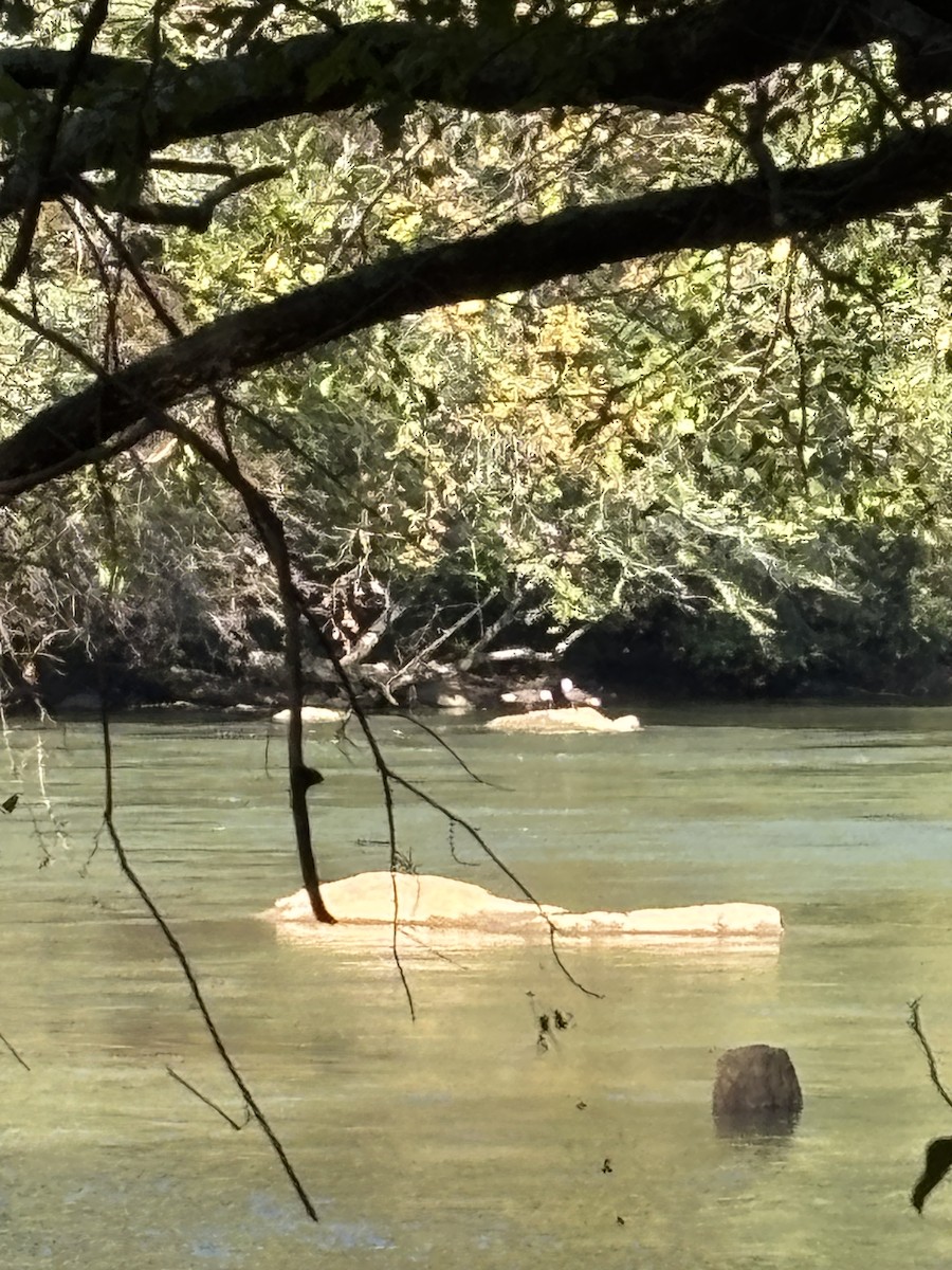 Bald Eagle - ML643420146