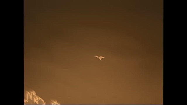 American Barn Owl - ML643420150