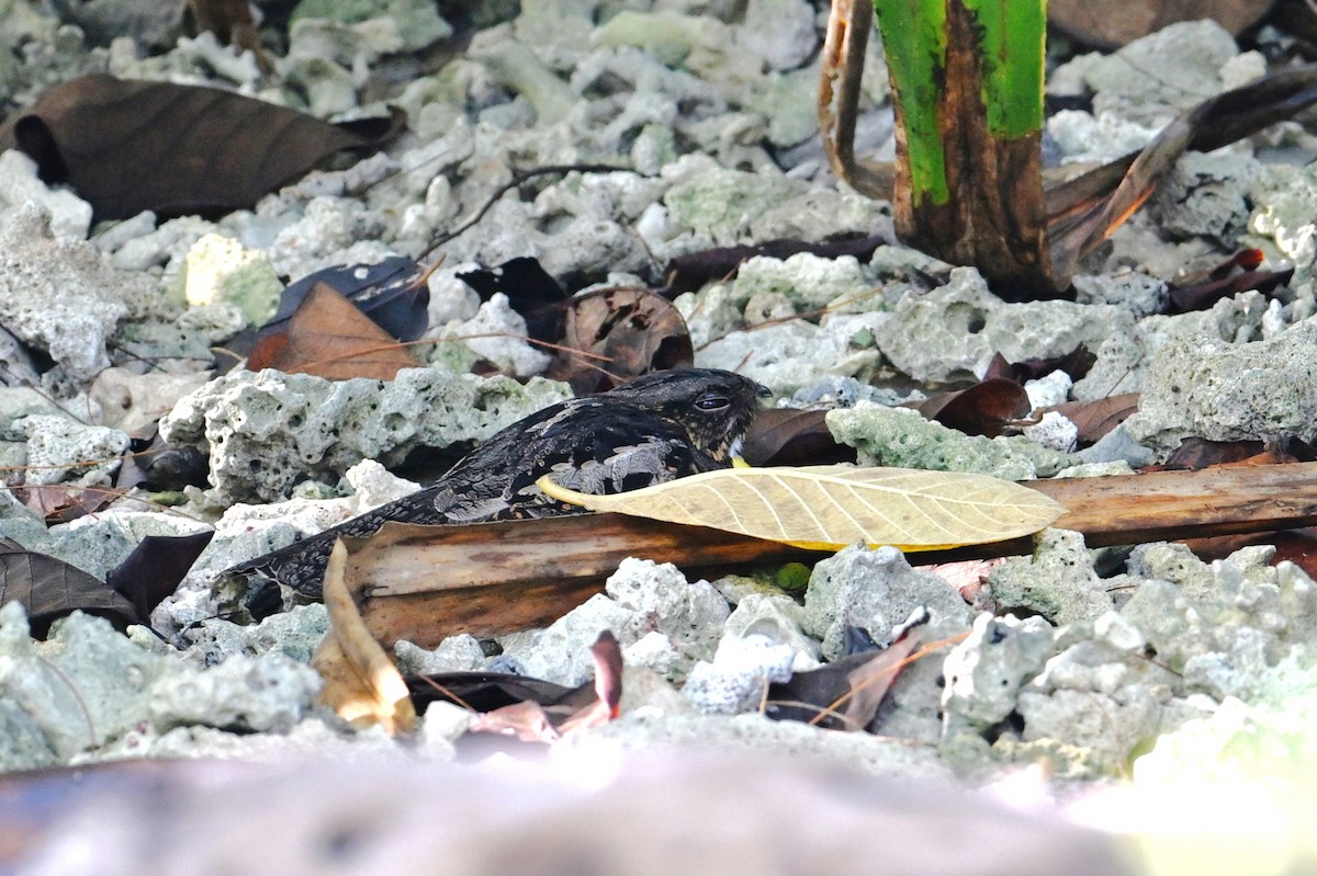 salomonnattravn - ML643420163