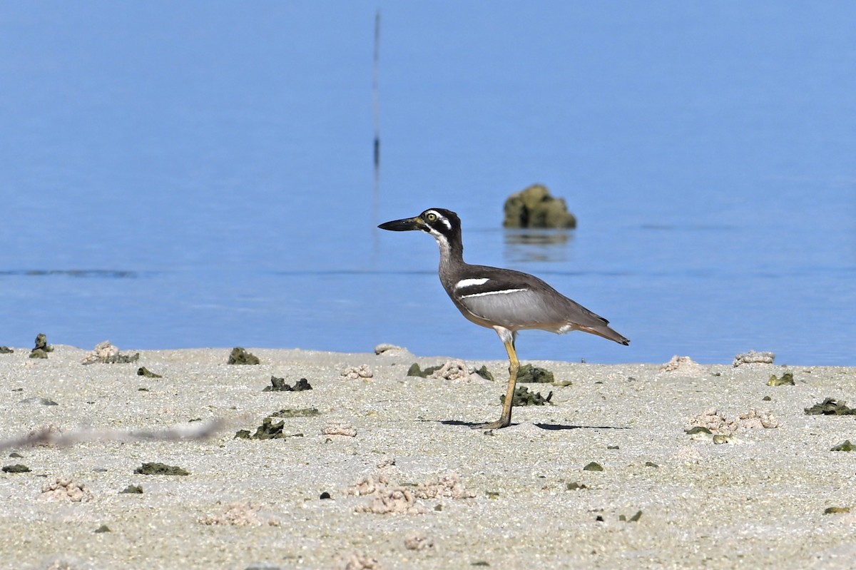 kysttriel - ML643420164