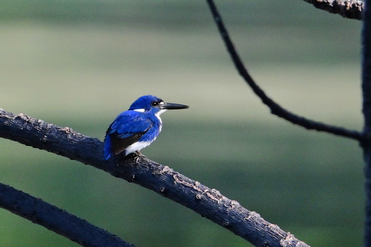 Little Kingfisher - ML643420166