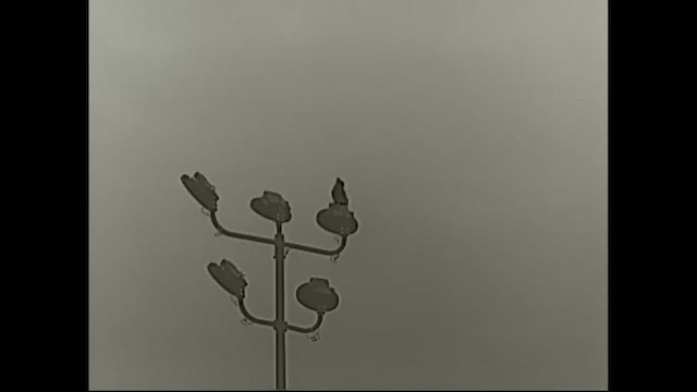 Great Horned Owl - ML643420171