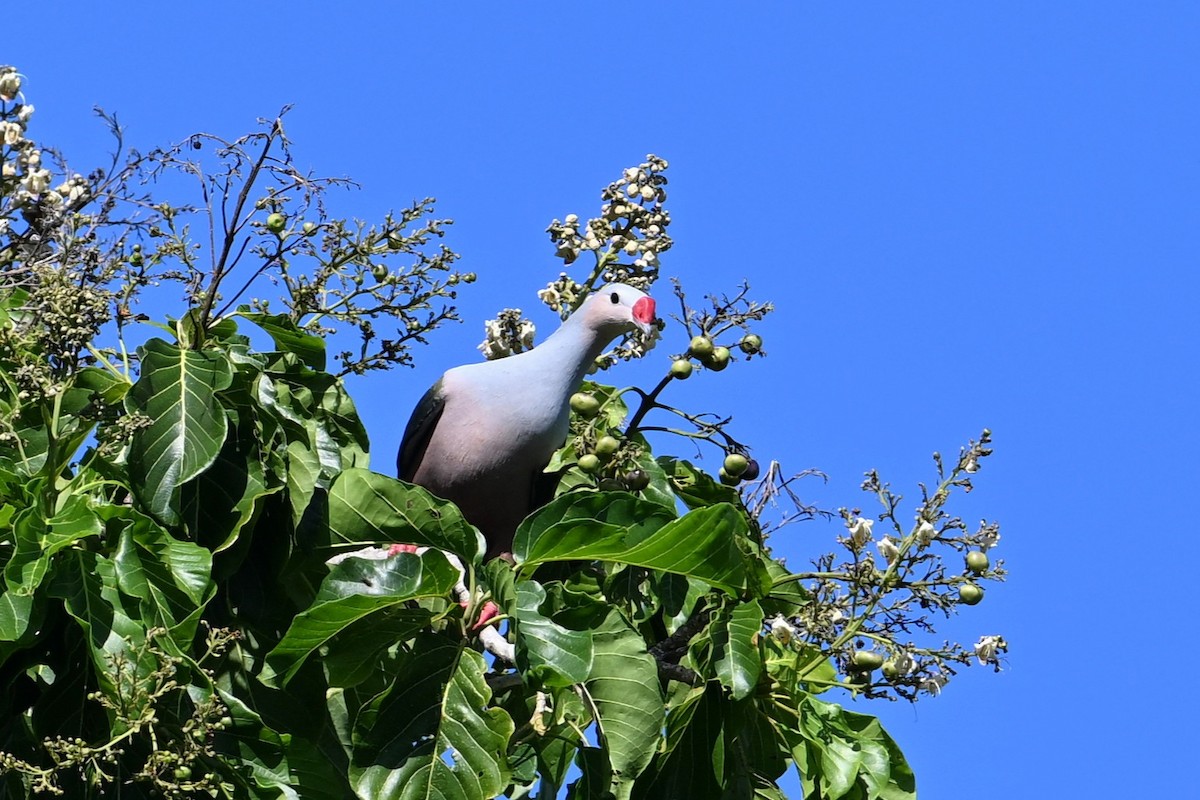 rødknoppkeiserdue - ML643420173