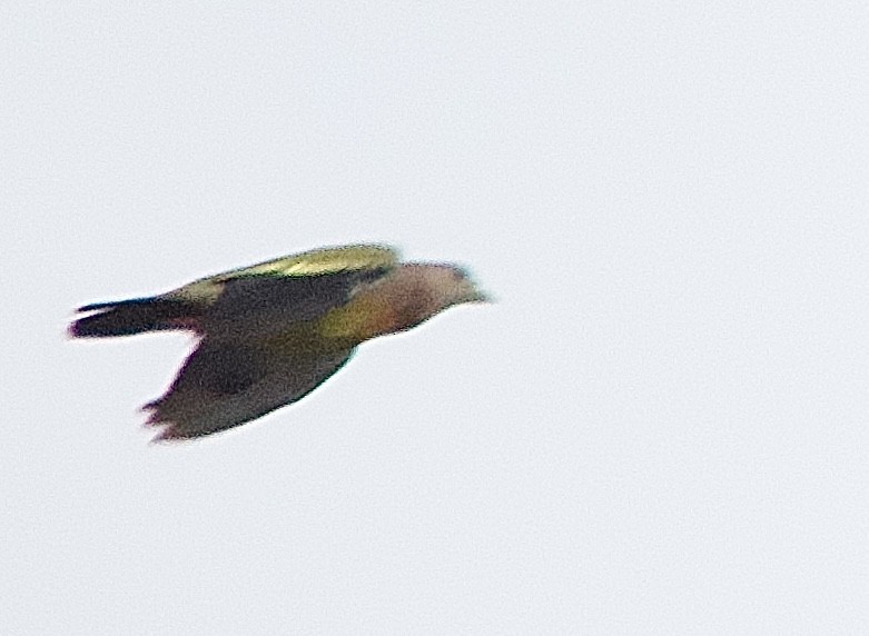Pink-necked Green-Pigeon - ML643420174