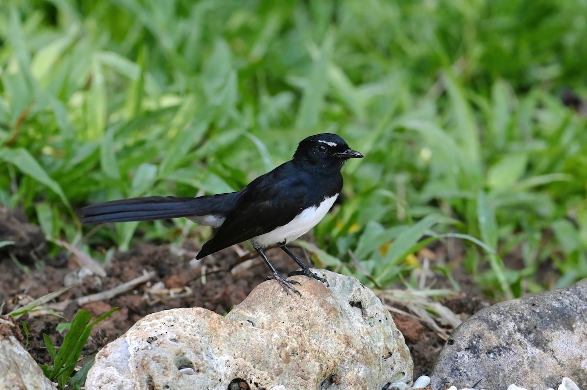 gallaviftestjert - ML643420175