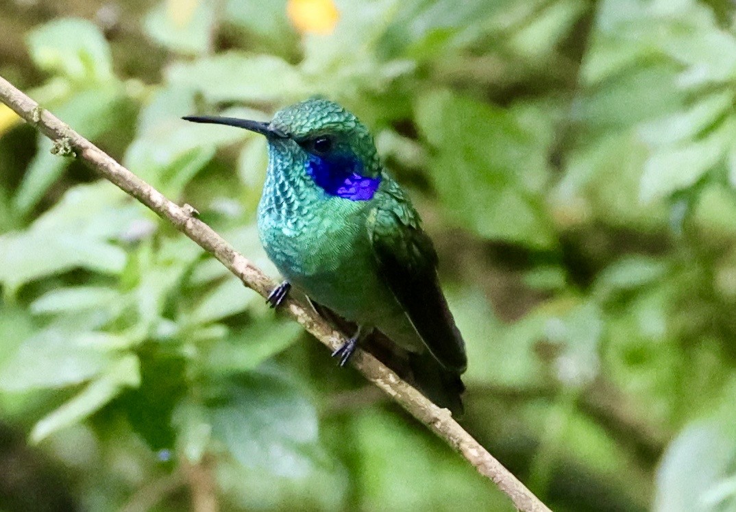 Lesser Violetear - ML643420176