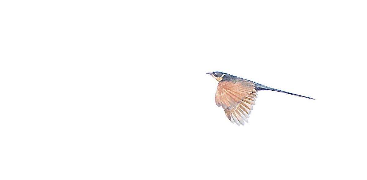 Chestnut-winged Cuckoo - ML643420186