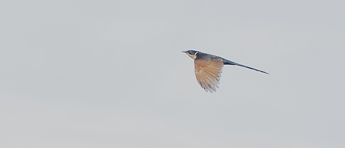Chestnut-winged Cuckoo - ML643420188