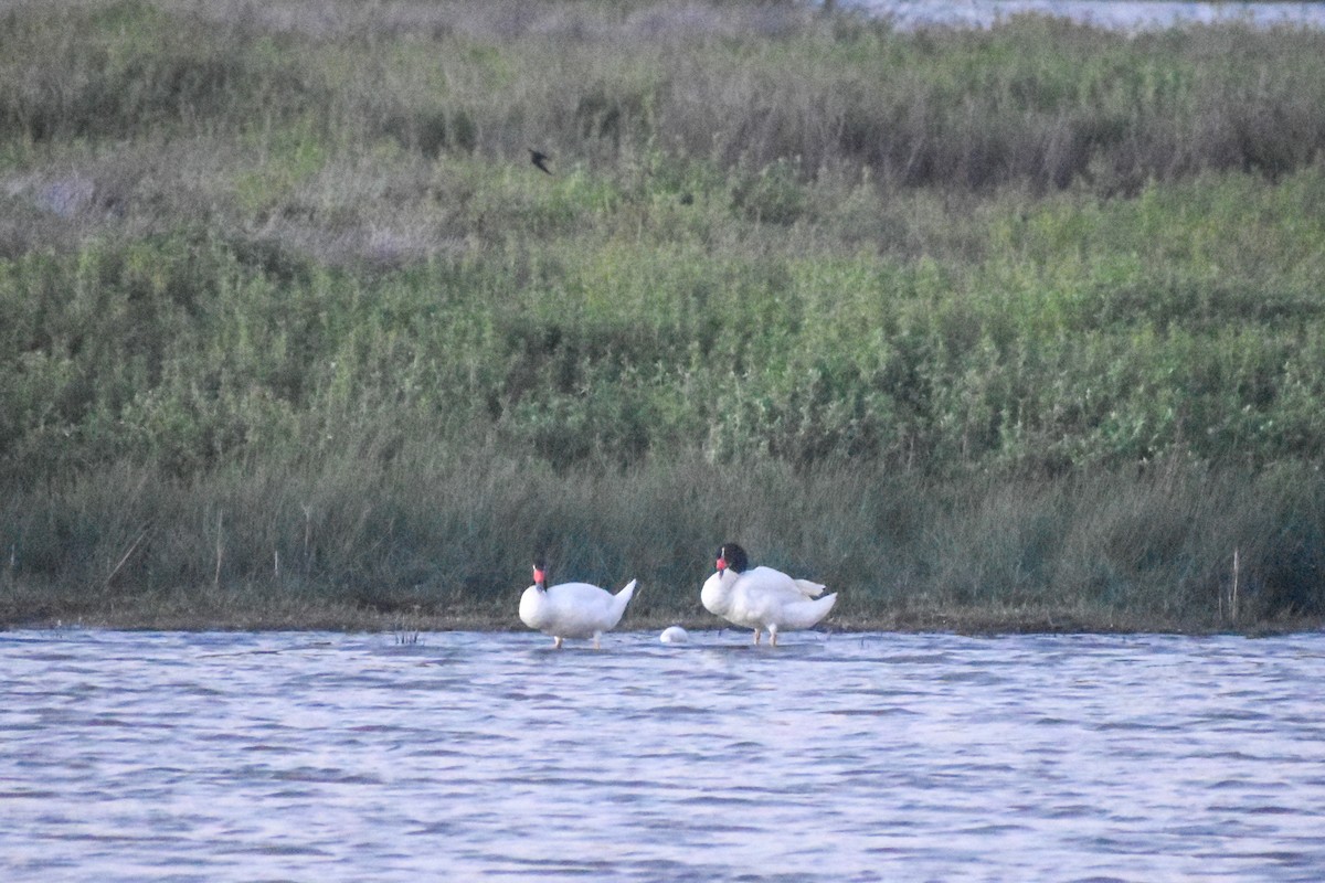 Black-necked Swan - ML643420189