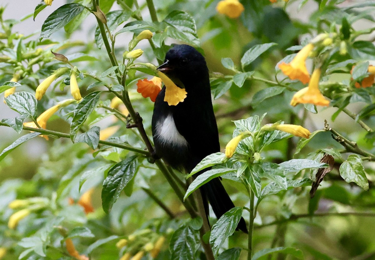 White-sided Flowerpiercer - ML643420191