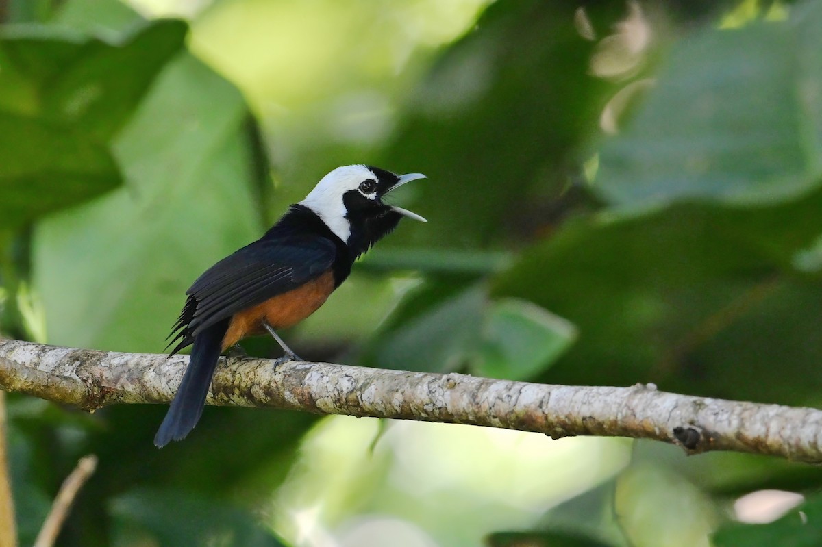 kalottmonark - ML643420193