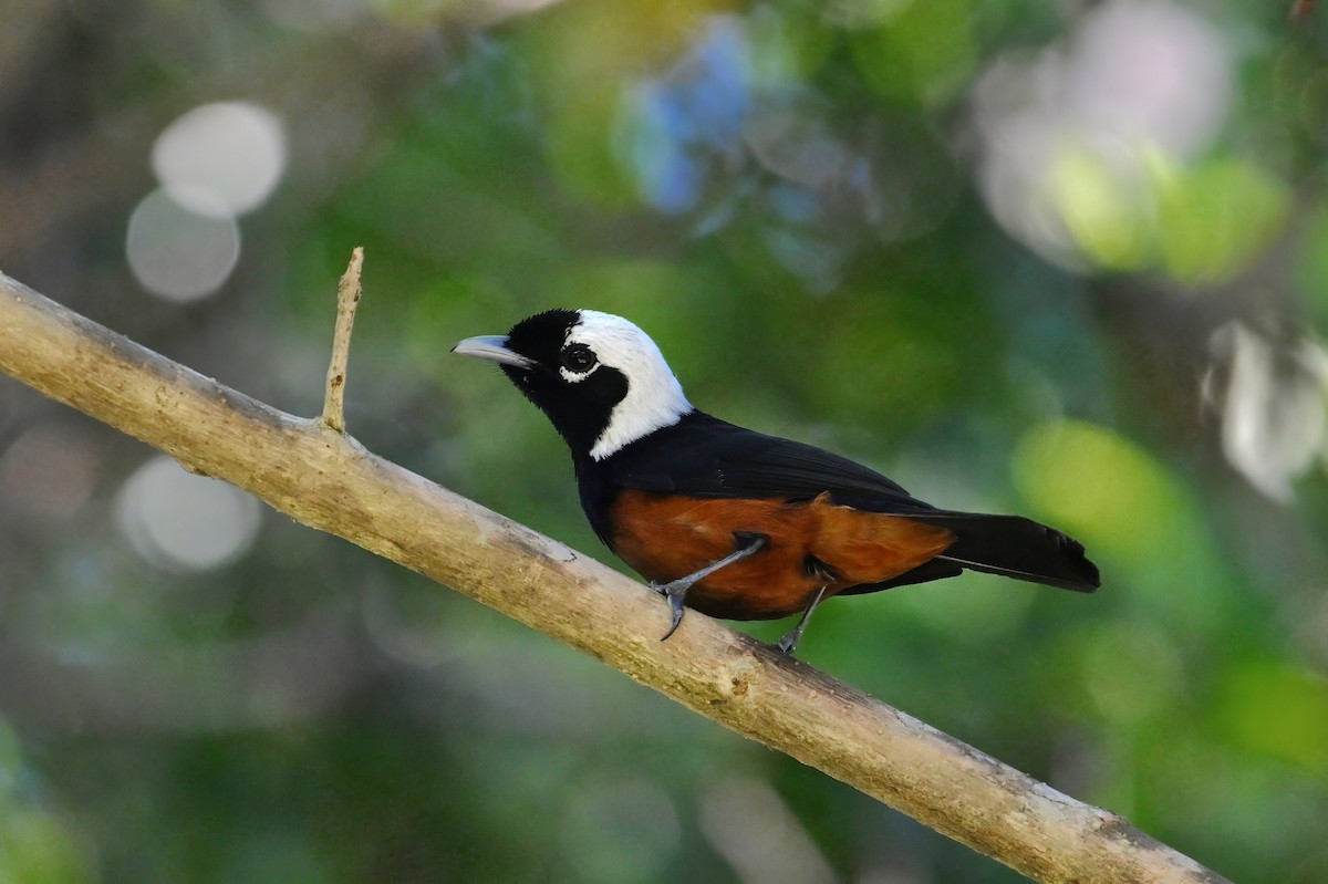 kalottmonark - ML643420194