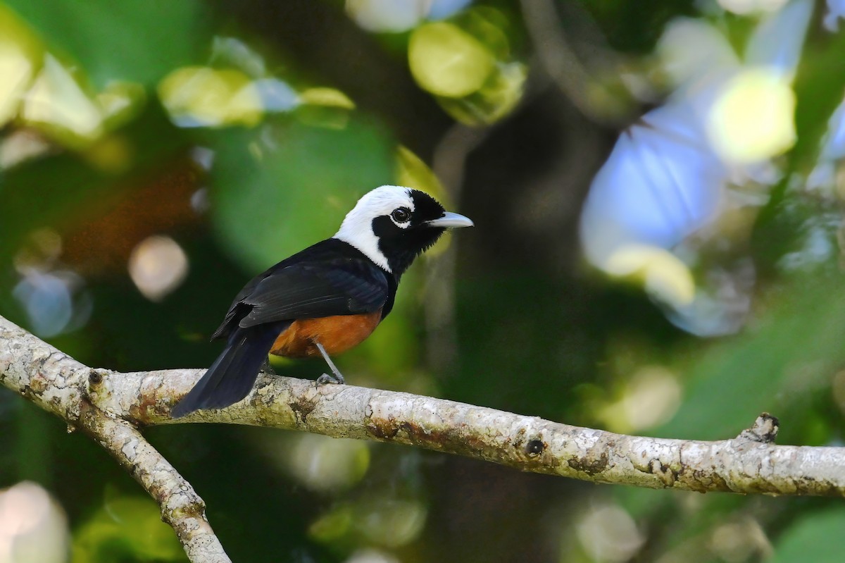 kalottmonark - ML643420195