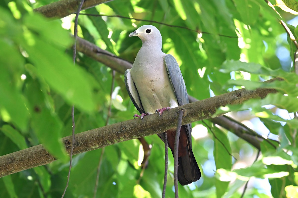 gråkeiserdue - ML643420199