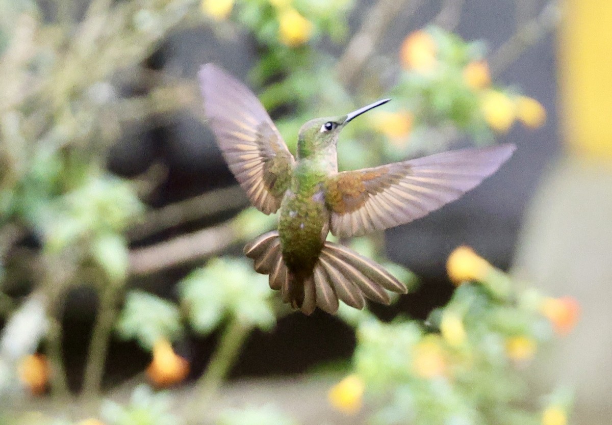 Fawn-breasted Brilliant - ML643420207