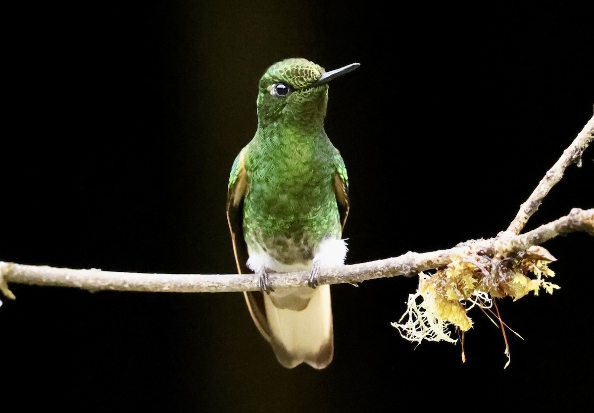 Buff-tailed Coronet - ML643420216