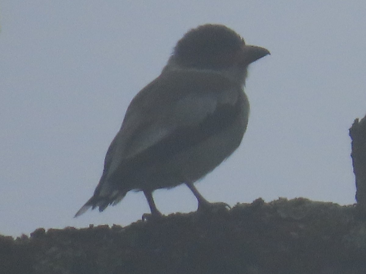 Masked Tityra - ML643420225