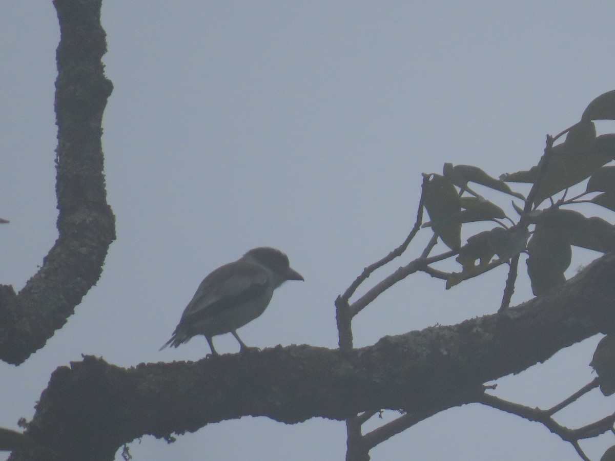 Masked Tityra - ML643420226