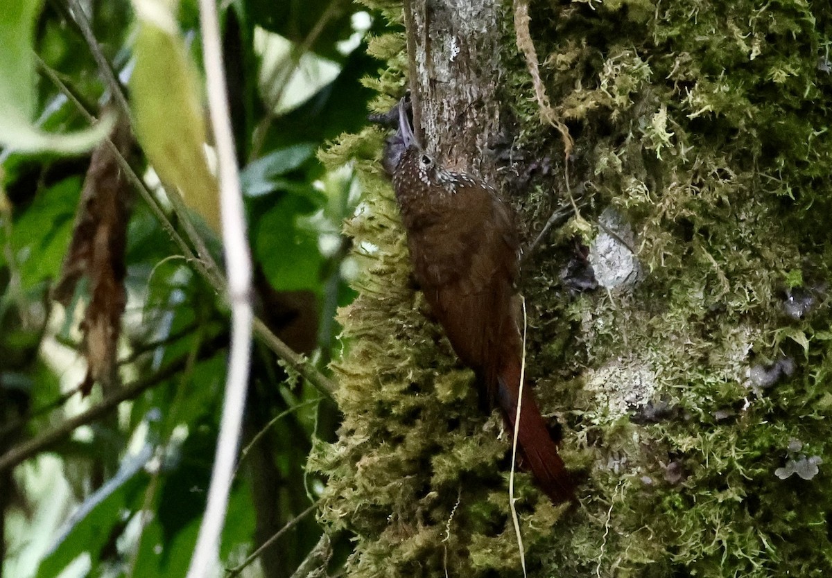 Montane Woodcreeper - ML643420228