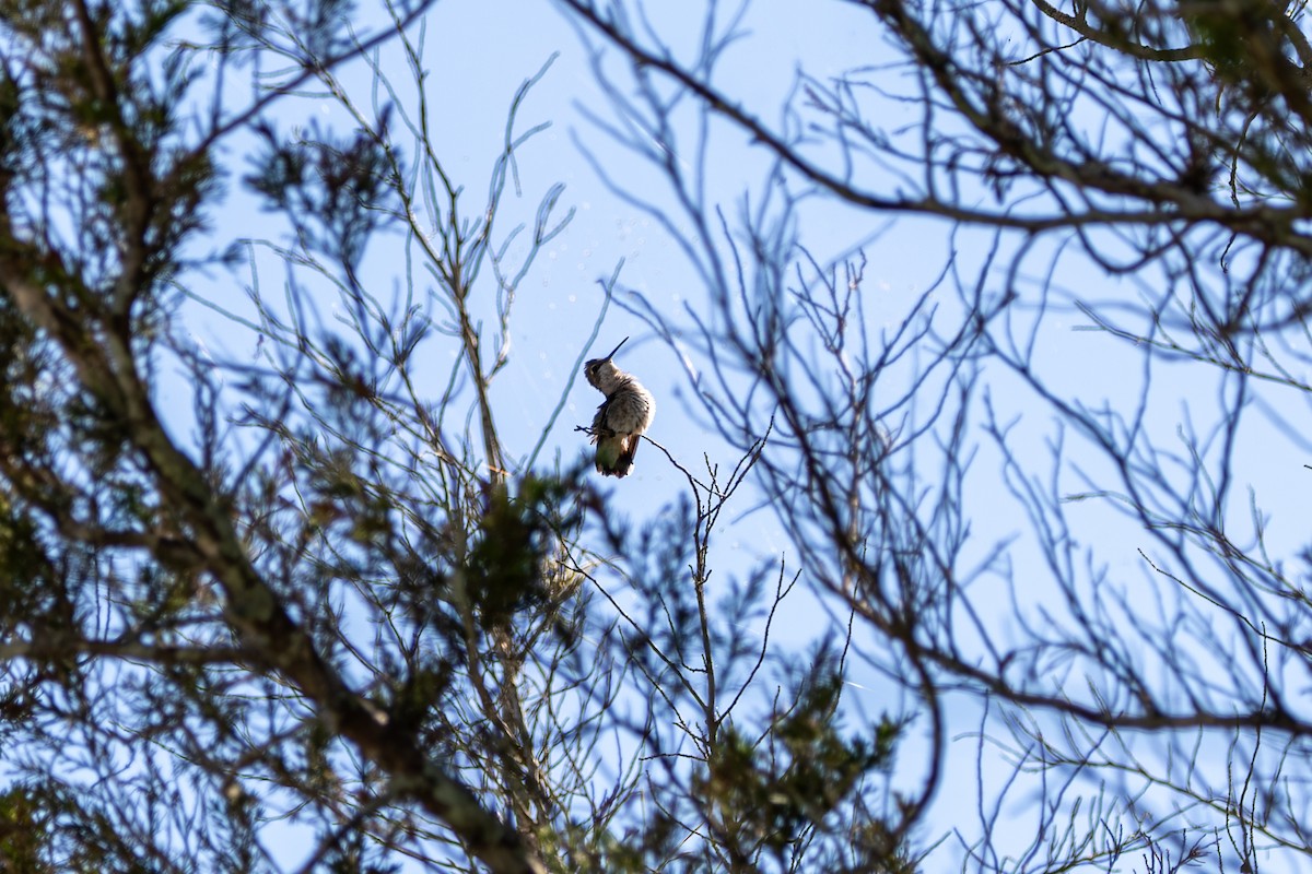 Ruby-throated Hummingbird - ML643420234