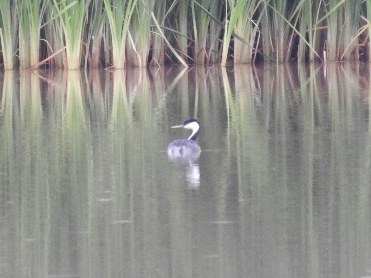 Western Grebe - ML643420236