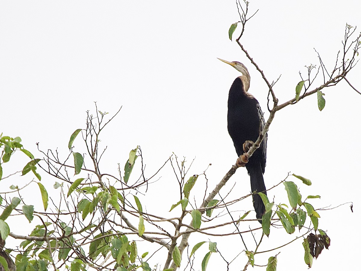 Oriental Darter - ML643420246