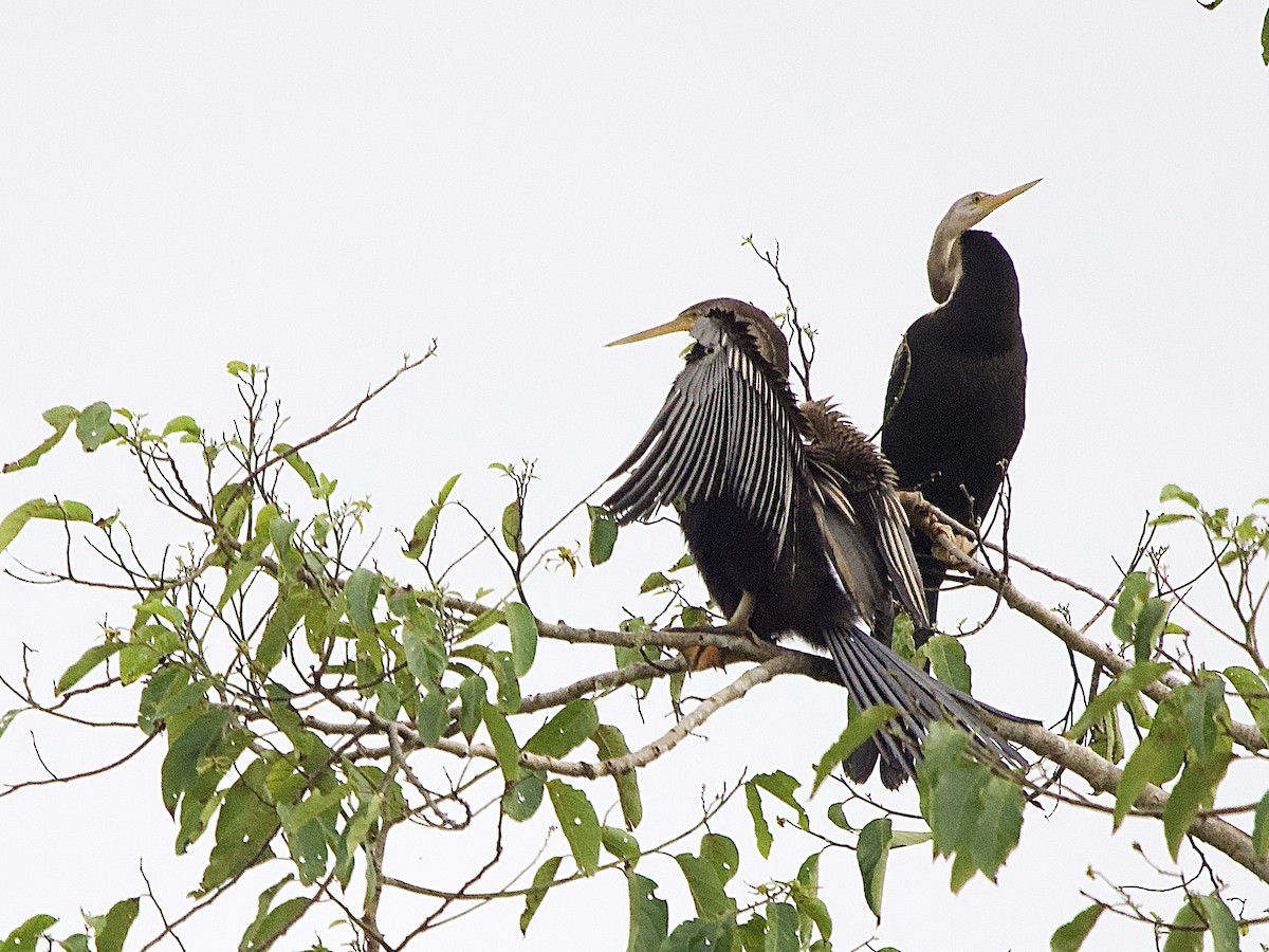 Oriental Darter - ML643420247