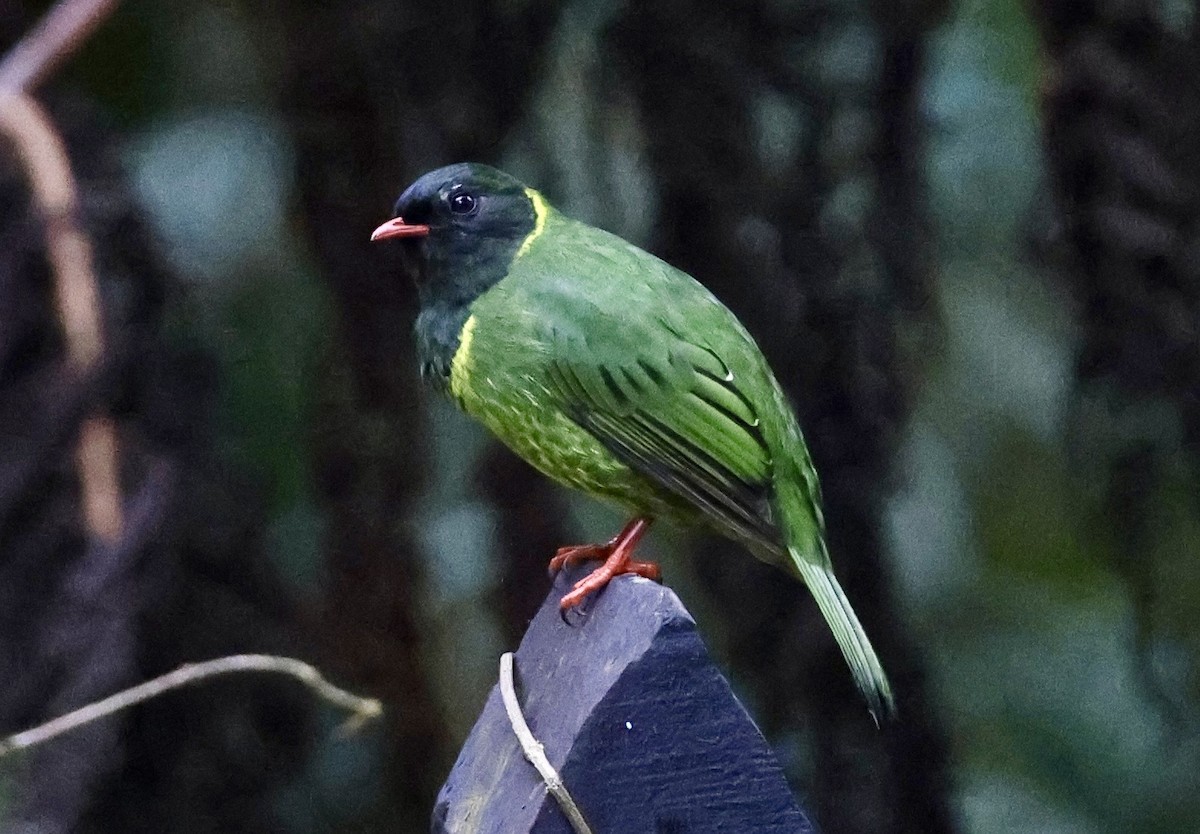 Green-and-black Fruiteater - ML643420249