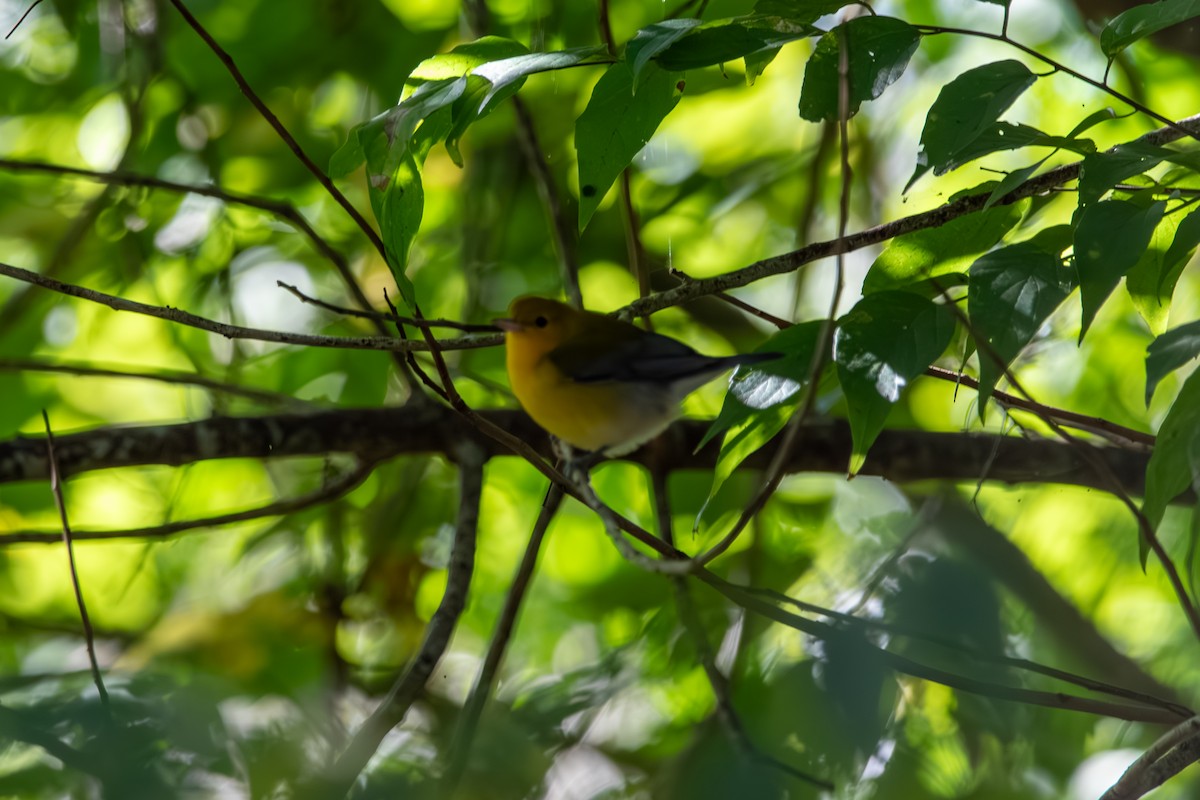Prothonotary Warbler - ML643420250