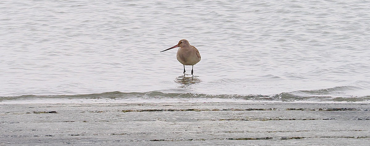 Hudsonian Godwit - ML643420251