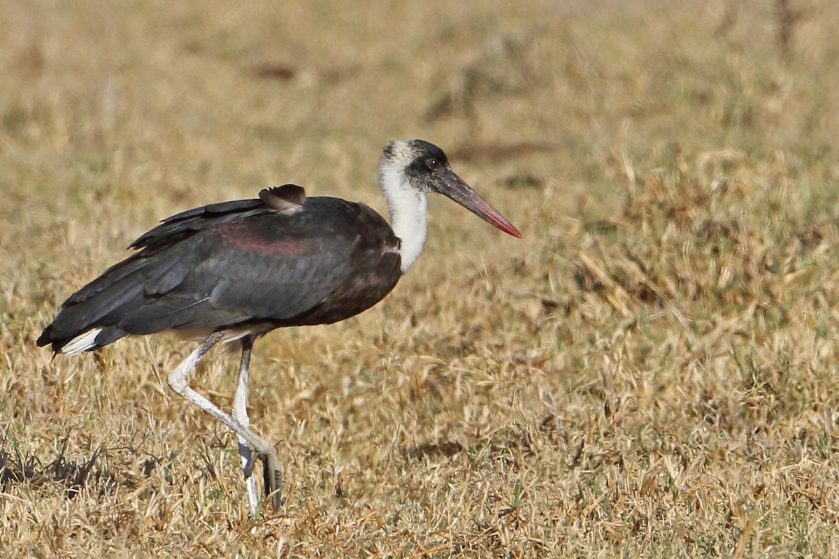dunhalsstork - ML643420253