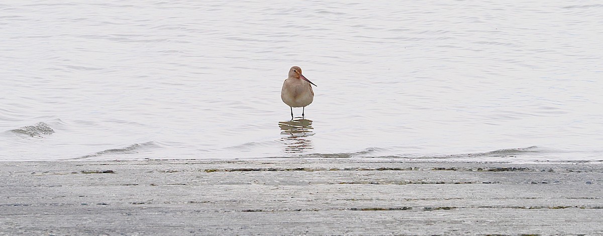 Hudsonian Godwit - ML643420269