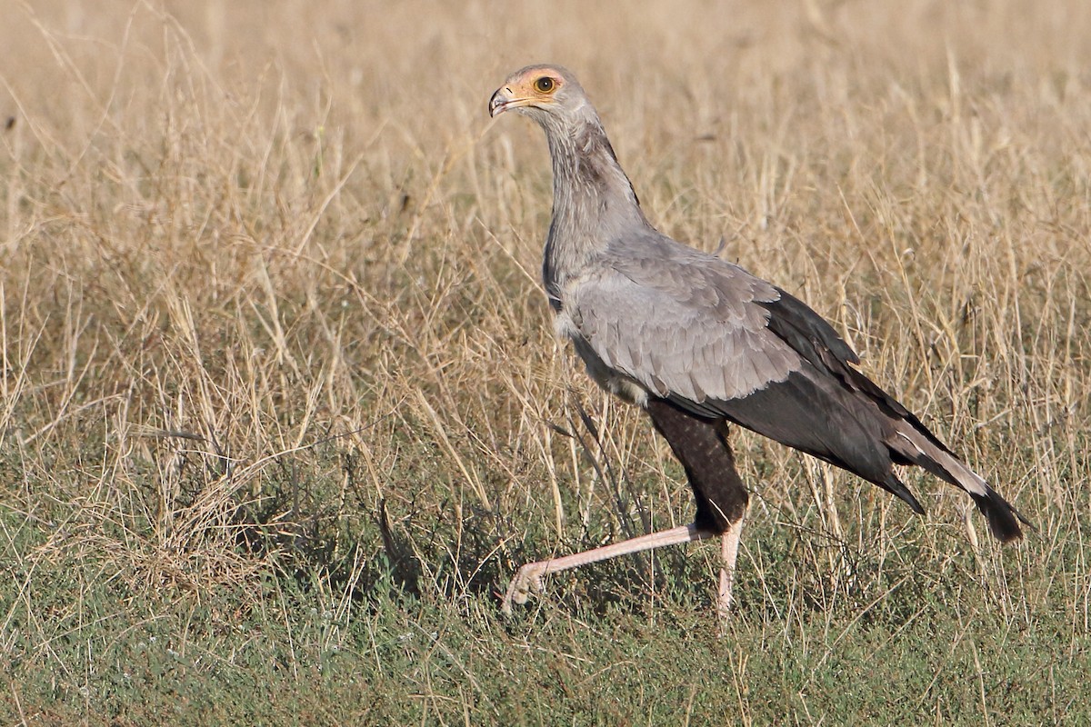 Secretarybird - ML643420270