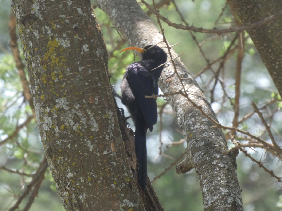 Abyssinian Scimitarbill - ML643420271