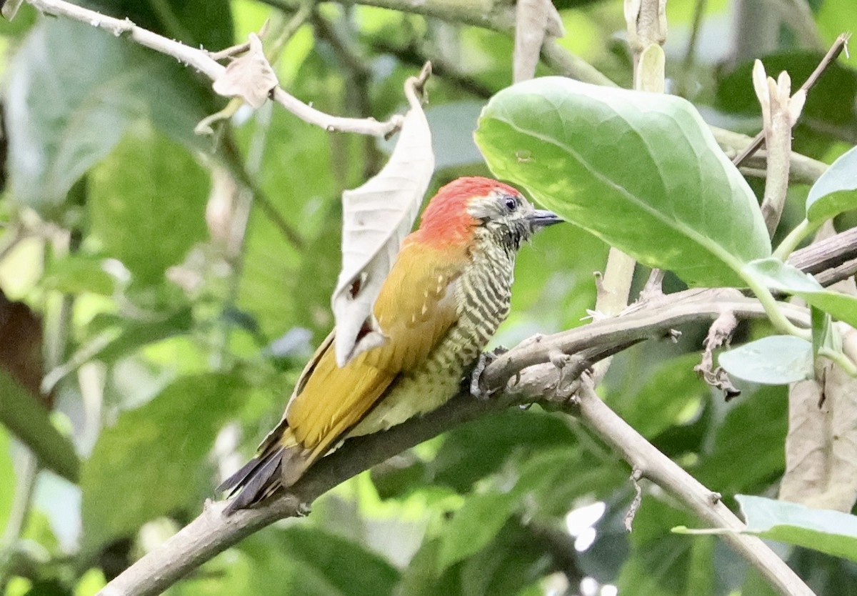 Yellow-vented Woodpecker - ML643420276