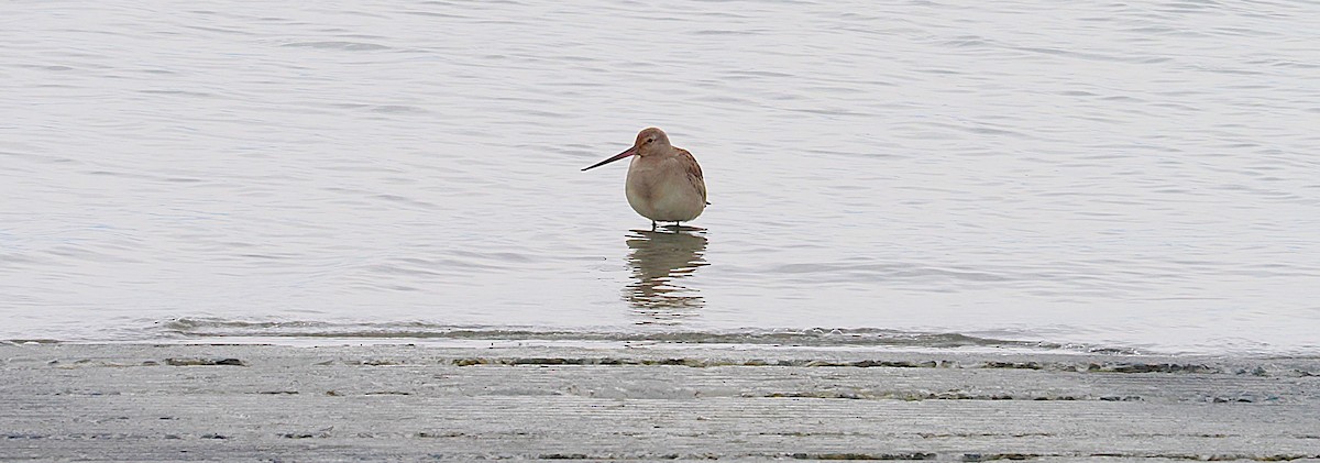 Hudsonian Godwit - ML643420287