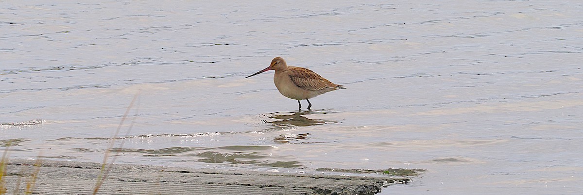 Hudsonian Godwit - ML643420291