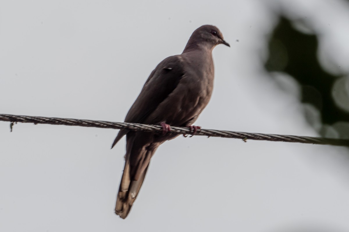 Ruddy Pigeon - ML643420294
