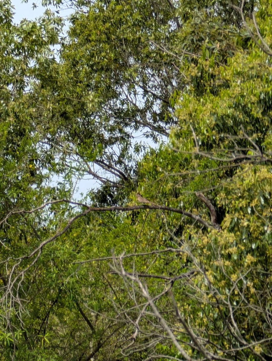 Striped Cuckoo - ML643420295