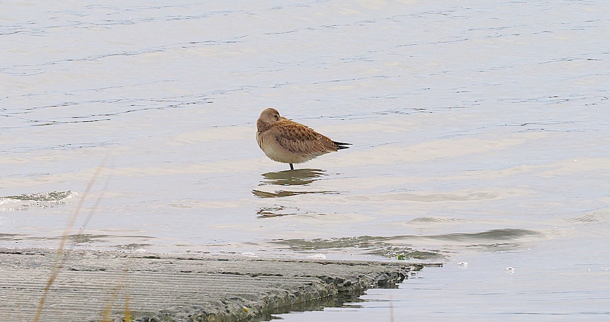 Hudsonian Godwit - ML643420298