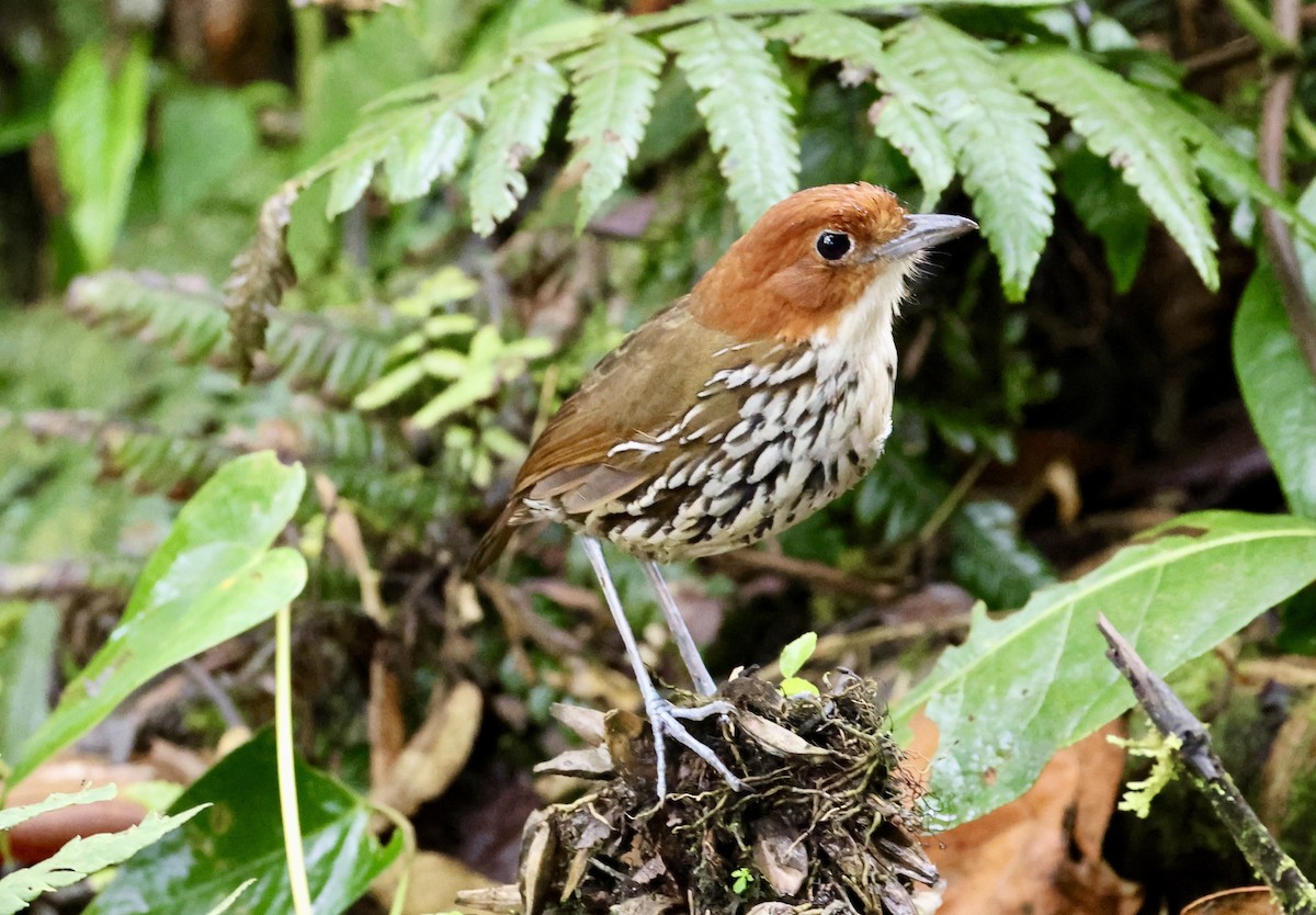 Chestnut-crowned Antpitta - ML643420308