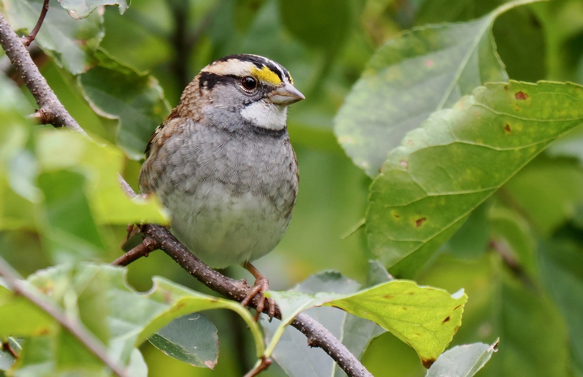 White-throated Sparrow - ML643420312