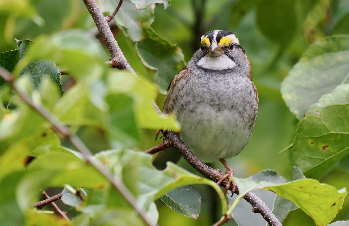 White-throated Sparrow - ML643420313
