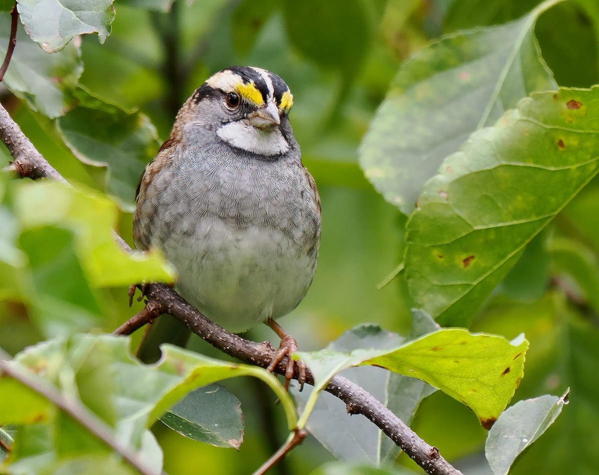 White-throated Sparrow - ML643420314
