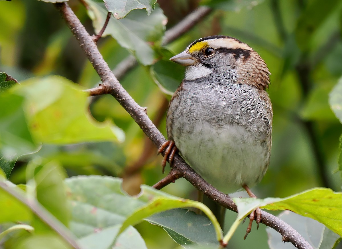 White-throated Sparrow - ML643420315