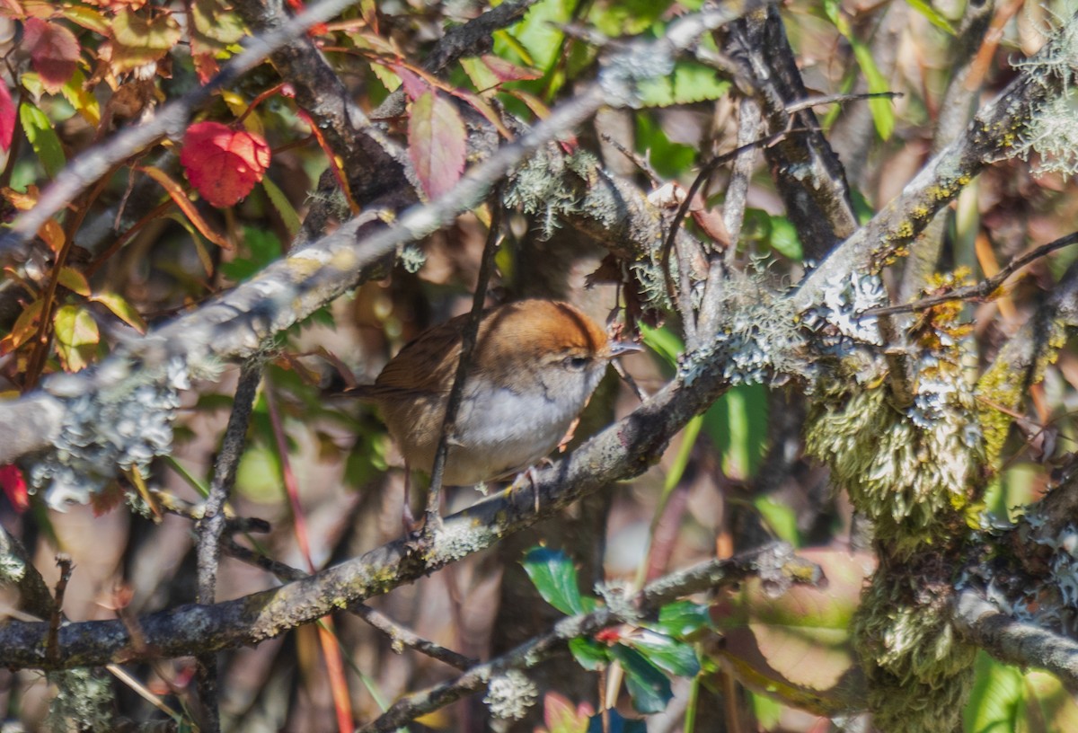 Gray-sided Bush Warbler - ML643420316
